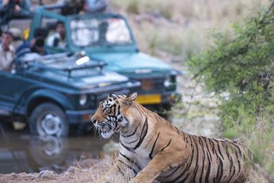 2-Night Private Ranthambore National Park and Wildlife Tour from Delhi 2-Night Private Ranthambore National Park and Wildlife Tour from Delhi