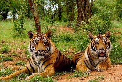 Golden Triangle with Corbett National Park Golden Triangle with Corbett National Park