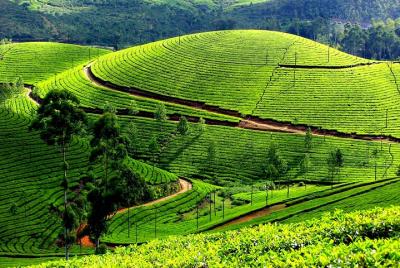Private 7-Day Kerala Tour with Houseboat Cruise from Delhi with 2-Way Flights Private 7-Day Kerala Tour with Houseboat Cruise from Delhi with 2-Way Flights