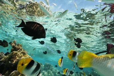 Aventura de Snorkeling  Aventura de Snorkeling