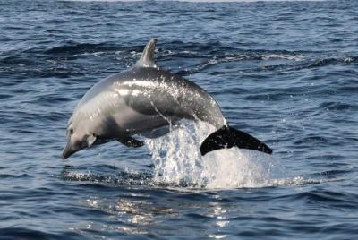 Dolphin & Turtle Watching Dolphin & Turtle Watching