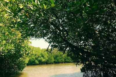 Trip to Visit Pichavaram Mangrove Forest and Chidambaram Nataraja Trip to Visit Pichavaram Mangrove Forest and Chidambaram Nataraja