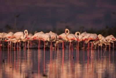 Half Day Bird Watching Boat Safari Near Pune Half Day Bird Watching Boat Safari Near Pune