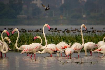 Private Tour: Full-Day Bird Safari Excursion to Bhigwan from Pune Private Tour: Full-Day Bird Safari Excursion to Bhigwan from Pune