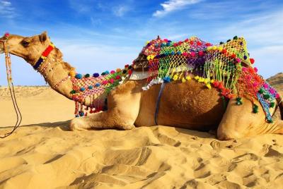 Experience Pushkar Camel Fair Festival with Transportation & Guide only Experience Pushkar Camel Fair Festival with Transportation & Guide only