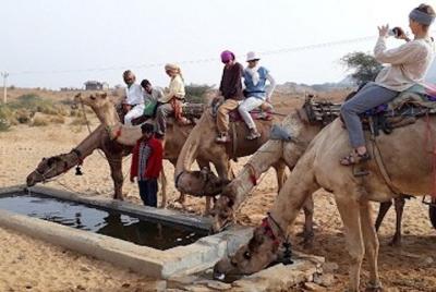Camel Safari Camel Safari