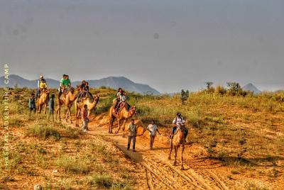 Camel Safari In Pushkar Camel Safari In Pushkar
