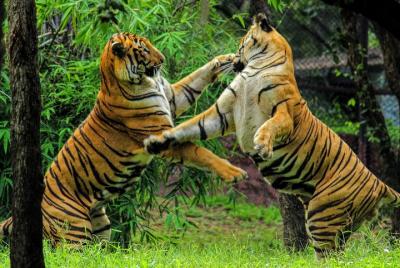 Private One Way Transfer From Pushkar To Ranthambore In AC Vehicle Private One Way Transfer From Pushkar To Ranthambore In AC Vehicle