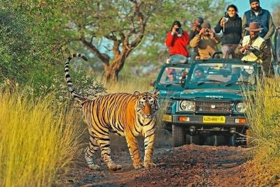 Explore Wildlife-Ranthambore Canter Safari-Indian National Explore Wildlife-Ranthambore Canter Safari-Indian National