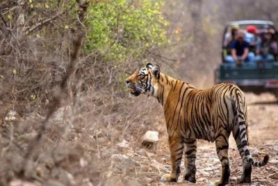 Skip-the-line Admission Ticket to Ranthambore Tiger Reserve Skip-the-line Admission Ticket to Ranthambore Tiger Reserve