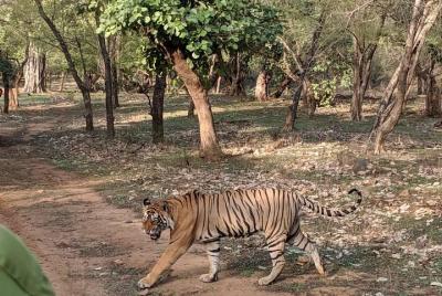 Ranthambore Evening Tiger Safari From Jaipur Ranthambore Evening Tiger Safari From Jaipur