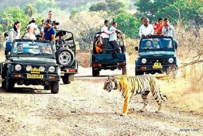 Ranthambore Wildlife Safari with Tickets & Transfer Options Ranthambore Wildlife Safari with Tickets & Transfer Options