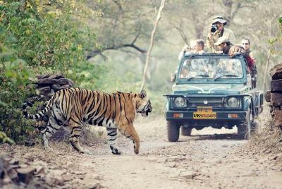 Jungle Safari - Rajaji National Park Half Day Tour Jungle Safari - Rajaji National Park Half Day Tour