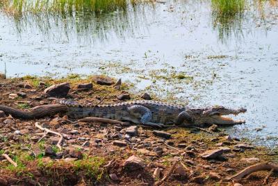 National Chambal Sanctuary Tour From Sawai madhopur  National Chambal Sanctuary Tour From Sawai madhopur