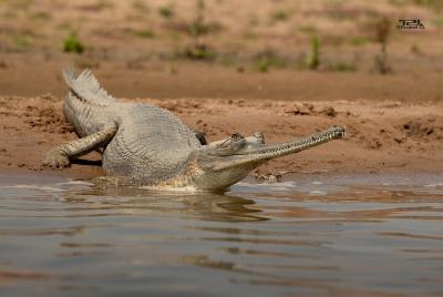 Full-Day Private Safari Tour of National Chambhal Sanctuary  Full-Day Private Safari Tour of National Chambhal Sanctuary