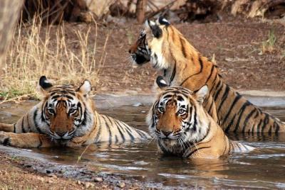 Half Day private Safari in Ranthambore Tiger Reserve Half Day private Safari in Ranthambore Tiger Reserve