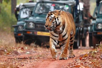 Ranthambore National Park: Skip the Line Full Day Safari admission Ranthambore National Park: Skip the Line Full Day Safari admission