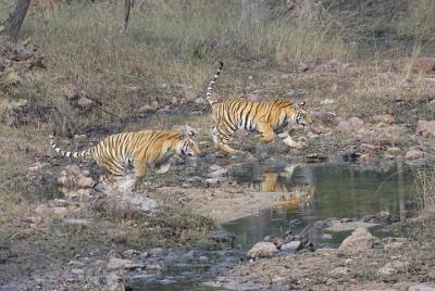 Exclusive Ranthambore Tiger Safari  Exclusive Ranthambore Tiger Safari