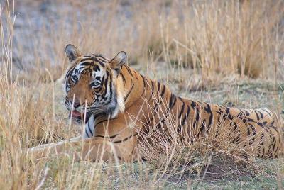 3N/4D Safari Tour in Ranthambore Tiger Reserve with a Video Reel (All-Inclusive)
