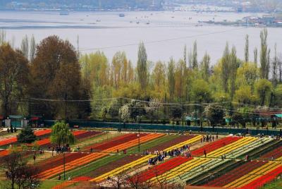 Tulip Garden Kashmir Package 4 Nights 5 Days  Tulip Garden Kashmir Package 4 Nights 5 Days