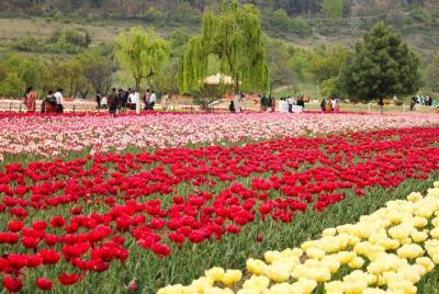 5-Days Private Kashmir Honeymoon Tour from Srinagar 5-Days Private Kashmir Honeymoon Tour from Srinagar