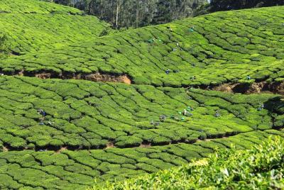 Private 8 Days Tour from Trivandrum with Cochin,Munnar,Thekkady & Houseboat etc
