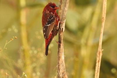 Guided Tour To Menar Lake & Menar Bird Sanctuary From Udaipur