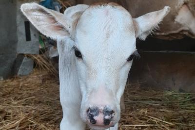 Authentic Village Tour with Kumbhalgarh Fort Visit