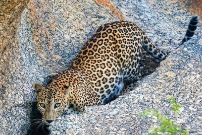 Leopard safari Jawai Dam & Village life ONE and Half day 