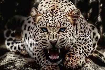 From Udaipur Bera Leopards Liar & Safari