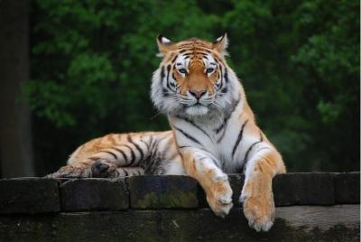 Golden Triangle Tours India 