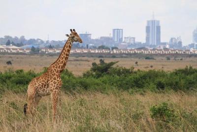 Day Tour at Nairobi National Park elephant orphanage, giraffe cen Day Tour at Nairobi National Park elephant orphanage, giraffe cen