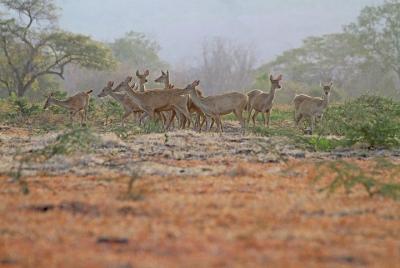 Baluran national park tour from Banyuwangi
