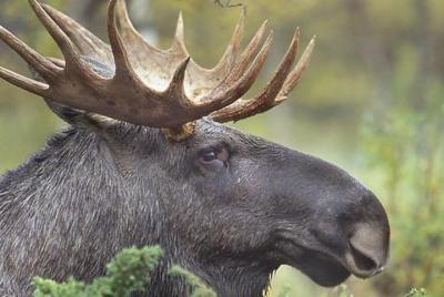 Evening Wildlife Safari from Stockholm Evening Wildlife Safari from Stockholm