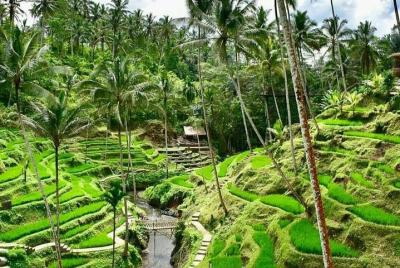 Wonderful of Ubud & Jungle Swing Private Guided Tour - Free WiFi Wonderful of Ubud & Jungle Swing Private Guided Tour - Free WiFi