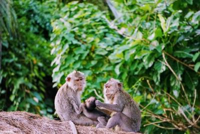 Amazing Private Tours-Tegenungan Waterfall-Monkey Forest-Ubud Palace & Market Amazing Private Tours-Tegenungan Waterfall-Monkey Forest-Ubud Palace & Market