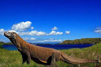 2-Day Komodo National Park and Rinca Island Wildlife Adventure from Bali 2-Day Komodo National Park and Rinca Island Wildlife Adventure from Bali