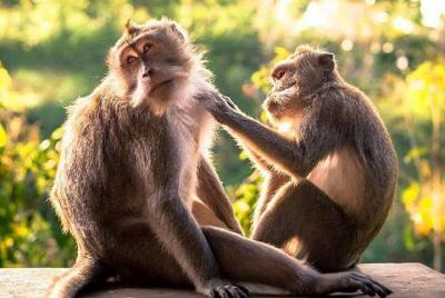 Car Tour in Ubud, Indonesia