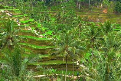 Ubud Sanctuary Half Day Tour