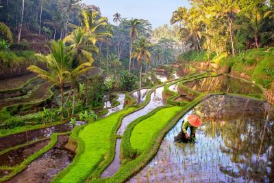 Private Tour of Harmony Ubud Bali with Guide Private Tour of Harmony Ubud Bali with Guide