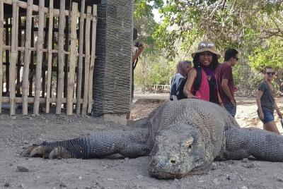 3- Days Komodo island sharing cruise liveaboard departure every Friday  3- Days Komodo island sharing cruise liveaboard departure every Friday