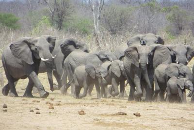 Chobe Wildlife Safari Extended Day Trip Chobe Wildlife Safari Extended Day Trip