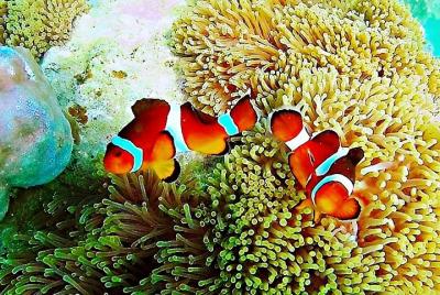 Bintan Snorkeling Tour Bintan Snorkeling Tour