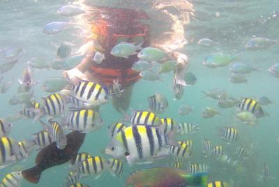 Gili Nanggu, Gili Tangkong, & Gili Kedis Snorkeling Trip Gili Nanggu, Gili Tangkong, & Gili Kedis Snorkeling Trip