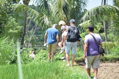 Tetebatu Walking Tour - Rice Terraces, Waterfall & Monkey Forest Tetebatu Walking Tour - Rice Terraces, Waterfall & Monkey Forest