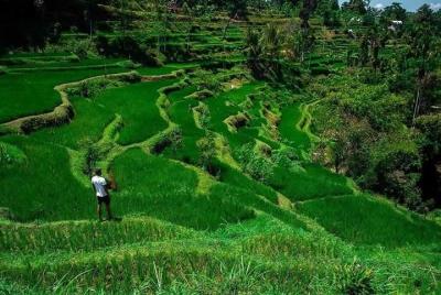 Tete Batu, Rice Terrace View with Waterfall, Original Lombok Tour  Tete Batu, Rice Terrace View with Waterfall, Original Lombok Tour