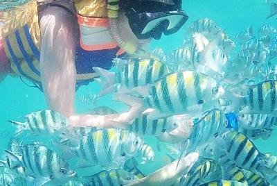 Snorkeling Tour In Gili Nanggu Snorkeling Tour In Gili Nanggu