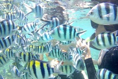 Gili Asahan Snorkeling Tour Gili Asahan Snorkeling Tour