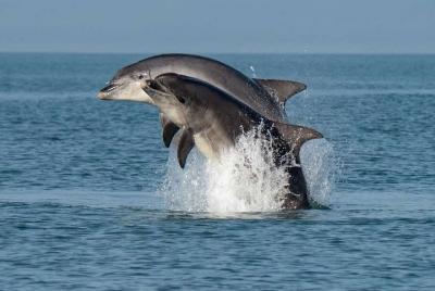 Dolphins Cruise Dolphins Cruise