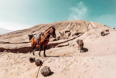 1 Day - Bromo Afternoon Siesta Tour start MALANG or SURABAYA // 1 1 Day - Bromo Afternoon Siesta Tour start MALANG or SURABAYA // 1